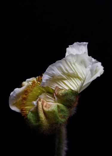 Print of Fine Art Floral Photography by Francesco Dolfo