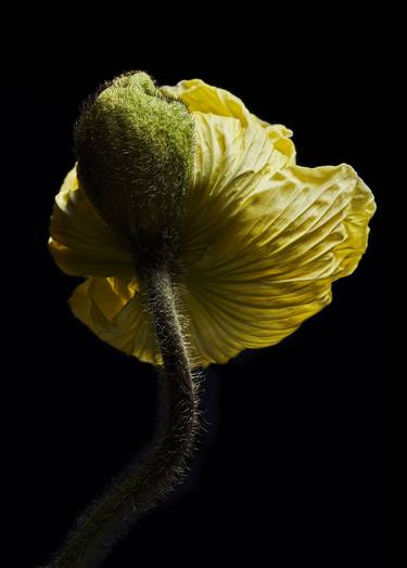 Print of Conceptual Floral Photography by Francesco Dolfo