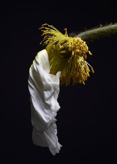 Original Fine Art Floral Photography by Francesco Dolfo