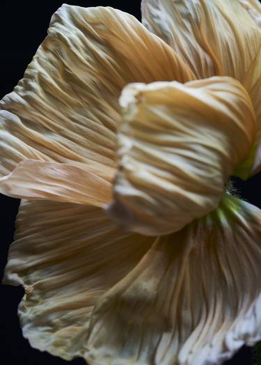 Print of Floral Photography by Francesco Dolfo