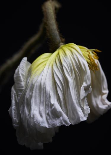 Print of Conceptual Floral Photography by Francesco Dolfo