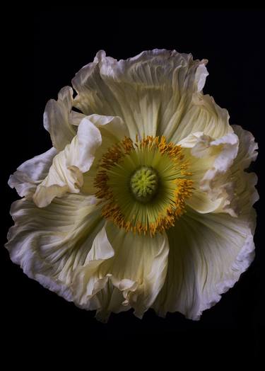 Print of Conceptual Floral Photography by Francesco Dolfo