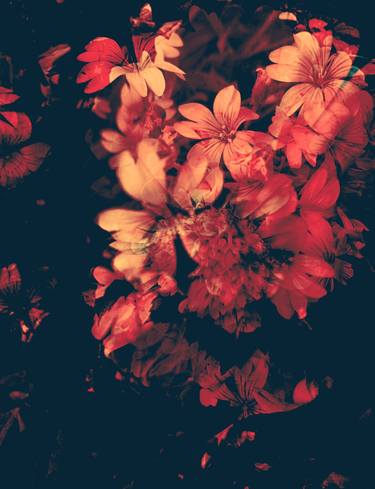 Print of Floral Photography by Aline Demarais