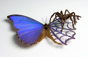 "Terribly Beautiful"    real butterfly real spider artwork thumb