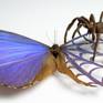 Artwork title: TERRIBLY BEAUTIFUL
*All artworks are intricately made out of ethically sourced real butterfly and real spider specimens by exhibiting artist Fiona Parkinson in her Stratford-upon-avon studio*
SPECIES
Butterfly-
Scientific name: Morpho Didius
Common name: Sky Blue Morpho
Real spider specimen