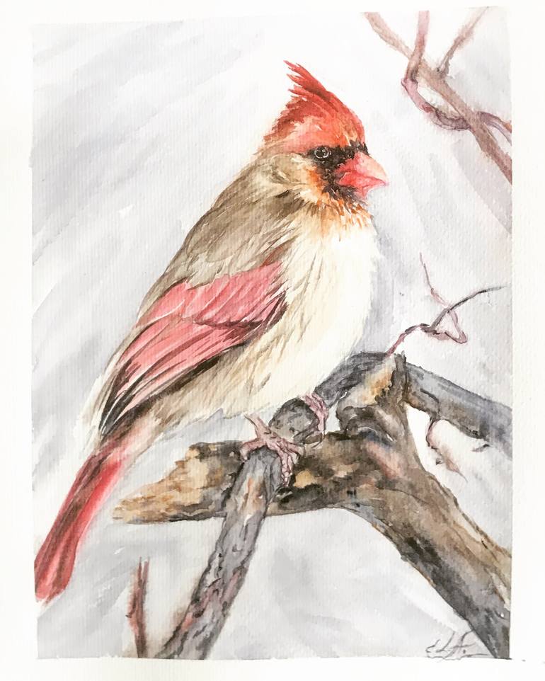 Watercolor Cardinal Birds Clipart Female Cardinal Red Cardinal 
