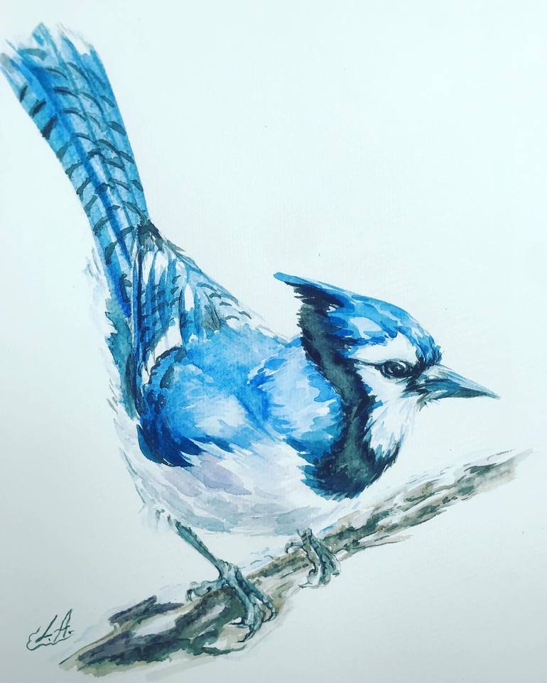 Blue jay drawing  Bird drawings, Drawings, Bird art print