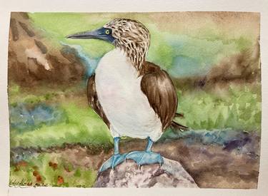 Bird Watercolor Blue - footed Booby Painting thumb