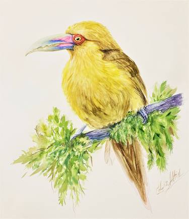 Bird Original Art Saffron Toucanet Watercolor thumb