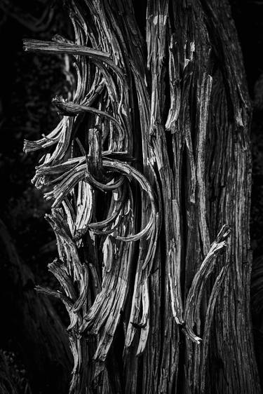 Original Abstract Tree Photography by Brandon LeValley