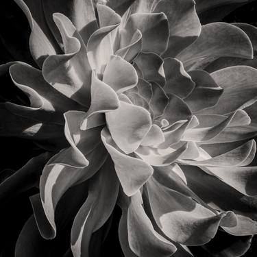 Original Abstract Botanic Photography by Brandon LeValley
