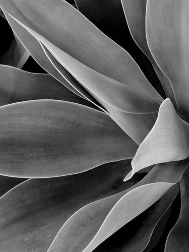 Original Abstract Botanic Photography by Brandon LeValley