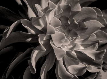 Original Botanic Photography by Brandon LeValley