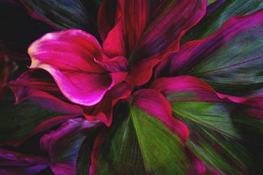 Print of Abstract Botanic Photography by Brandon LeValley