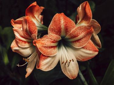 Original Floral Photography by Brandon LeValley