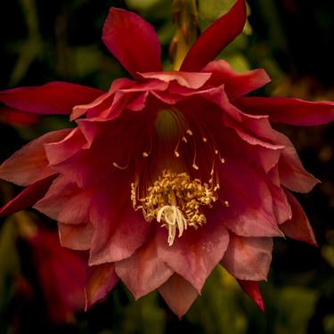 Original Romanticism Floral Photography by Brandon LeValley