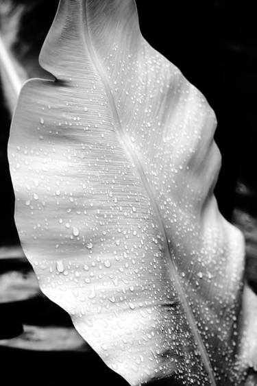 Original Black & White Botanic Photography by Brandon Levalley