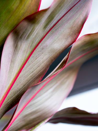 Original Contemporary Botanic Photography by Brandon Levalley