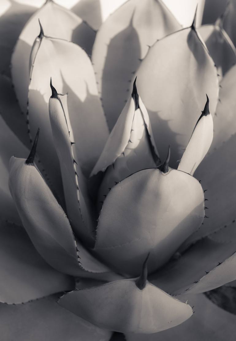 Agave Profile I - Limited Edition of 20 Photography by Brandon LeValley ...