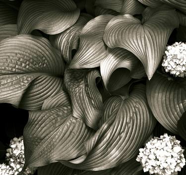 Original Botanic Photography by Brandon LeValley