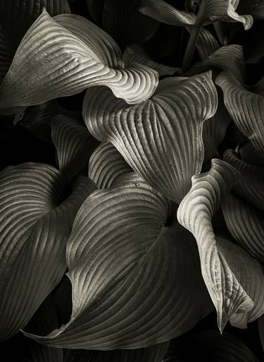 Print of Fine Art Botanic Photography by Brandon LeValley