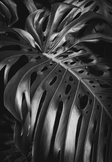 Original Fine Art Botanic Photography by Brandon LeValley