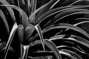 AGAVE FAN - Limited Edition of 25 thumb