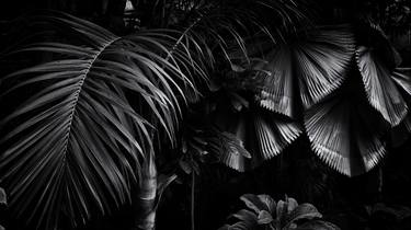 Original Fine Art Botanic Photography by Brandon LeValley