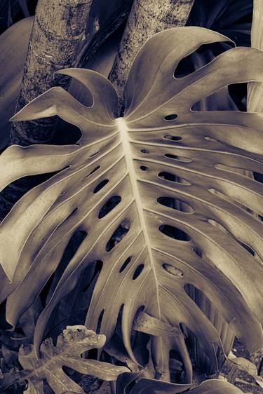 Original Fine Art Botanic Photography by Brandon LeValley