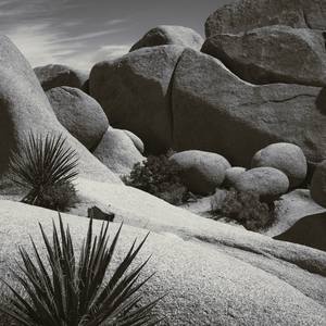 Collection Joshua Tree National Park