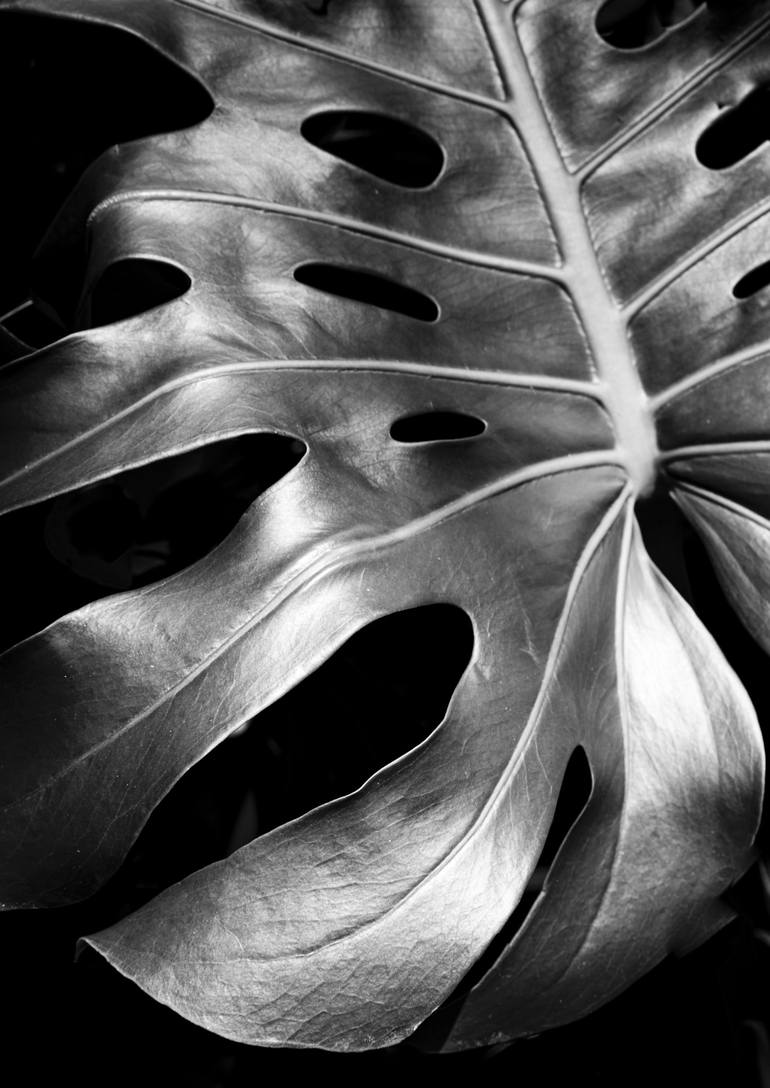 Monstera Strong Photography by Brandon LeValley | Saatchi Art