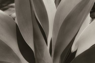 Original Botanic Photography by Brandon LeValley