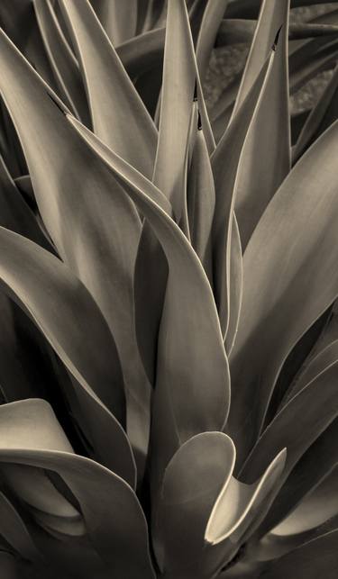 Original Fine Art Botanic Photography by Brandon LeValley