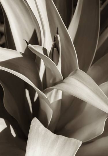 Original Botanic Photography by Brandon LeValley