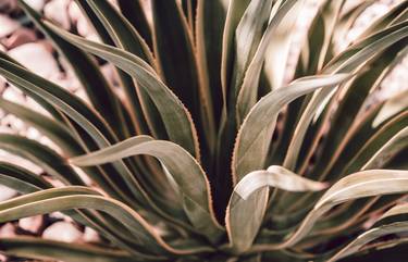 Original Fine Art Botanic Photography by Brandon LeValley