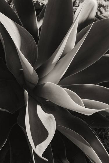 Original Photorealism Botanic Photography by Brandon LeValley