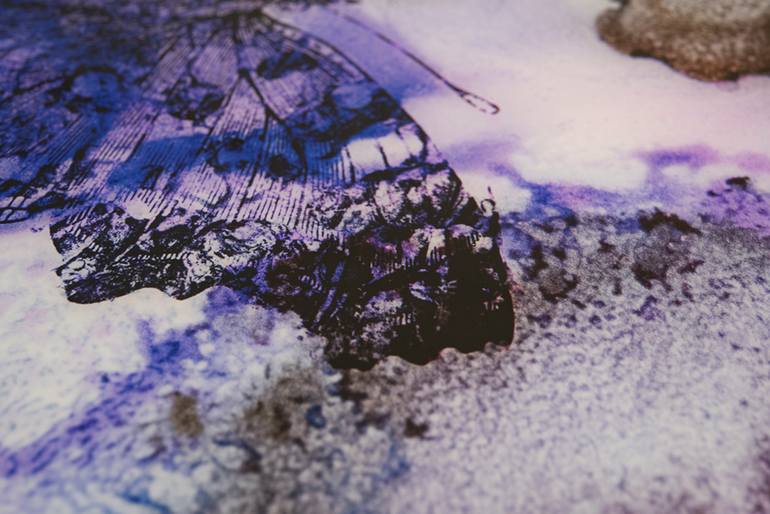 Original Abstract Animal Photography by Coralie Sneddon