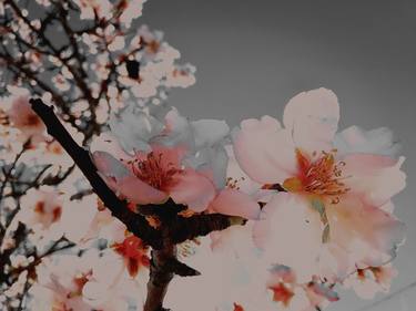 Almond Blossom - Limited Edition of 3 thumb