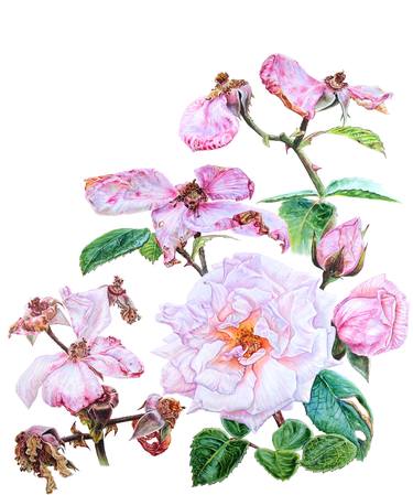 Original Illustration Floral Painting by Natalia Maksakova