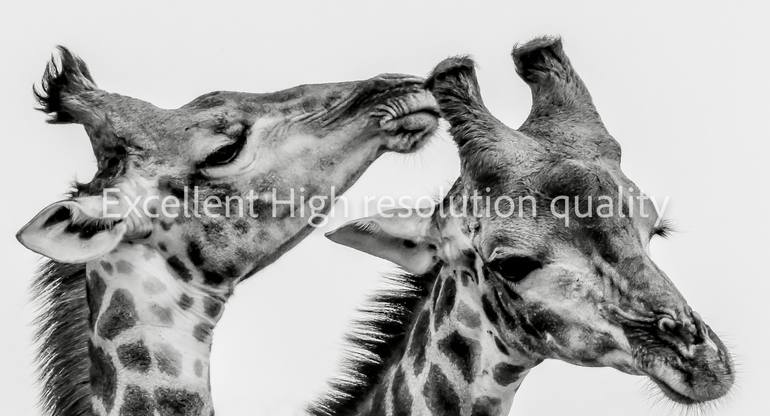 Original Documentary Animal Photography by Timothy Kuiper