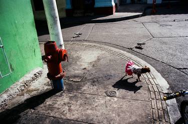 Colombian Street Pup - Limited Edition of 20 thumb