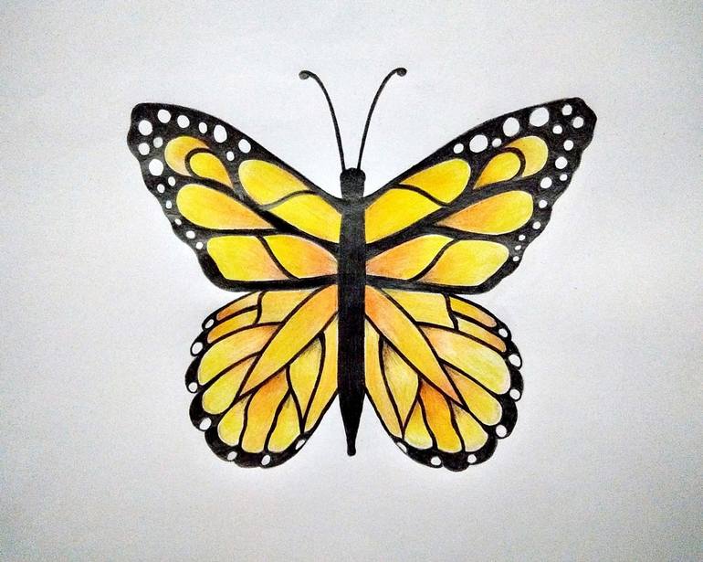 butterfly sketch color