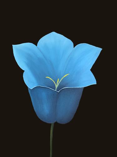 Turquoise Bellflower ( campanula ) on black flower realism 60x80 Summer Flowers Spring Flowers thumb