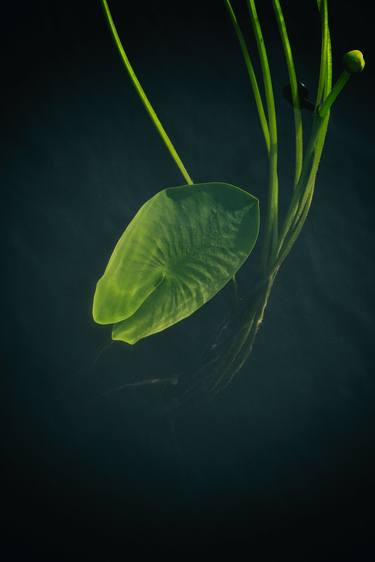 A leaf and stems of a nenuphar or a water lily under water and above - Limited Edition of 5 thumb
