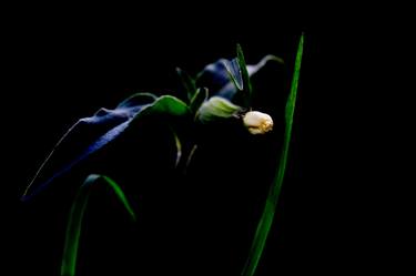 Print of Floral Photography by Salvatore Calì