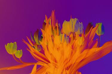 Original Digital Art Floral Digital by Karen Platt