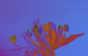 Original Digital Art Floral Digital by Karen Platt