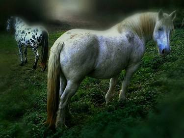 Print of Abstract Horse Photography by William Emerson