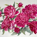 May Peonies by Svitlana Oleksandrova
