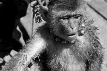Original Abstract Expressionism Animal Photography by Shahana Afaq